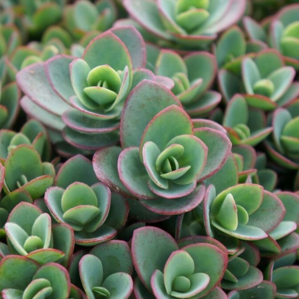 Sedum / Šilokas LIME ZINGER