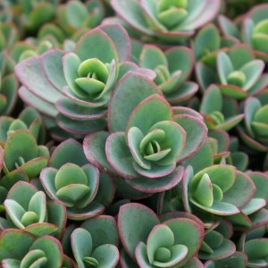 Sedum / Šilokas LIME ZINGER