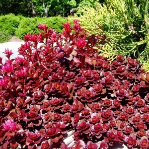 Sedum / Šilokas SCHORBUSER BLUT / DRAGON BLOOD