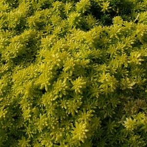 Sedum / Šilokas TOKYO SUN
