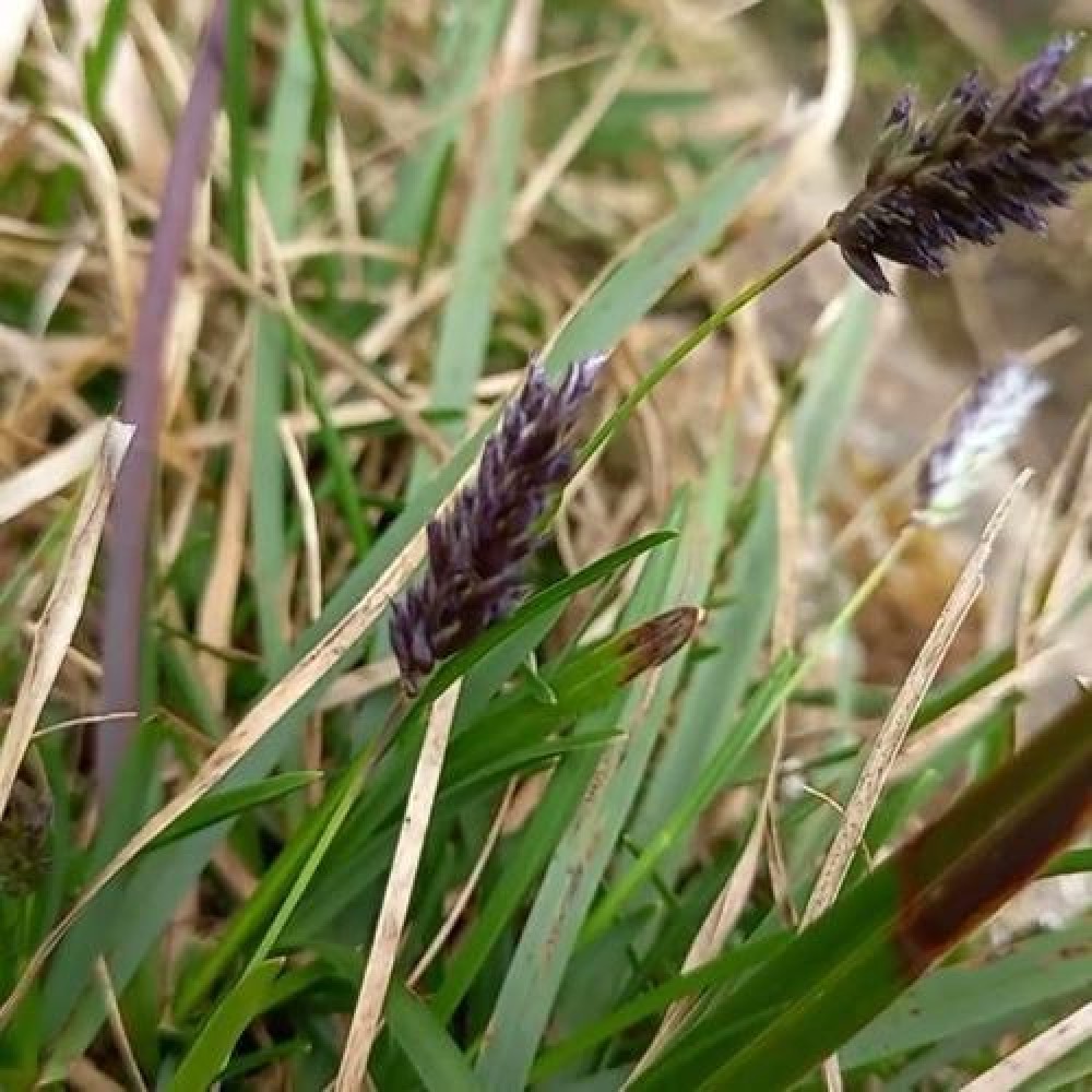Sesleria heufleriana / Mėlitas BLUE PORCUPINE