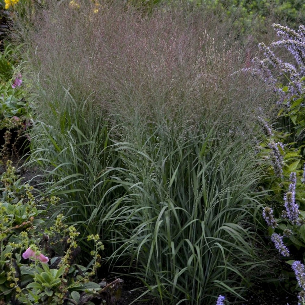 Rykštėtoji sora / Panicum virg. APACHE ROSE