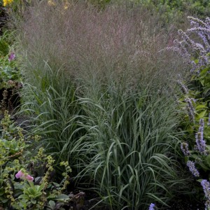 Rykštėtoji sora / Panicum virg. APACHE ROSE