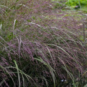 Rykštėtoji sora / Panicum virg. APACHE ROSE