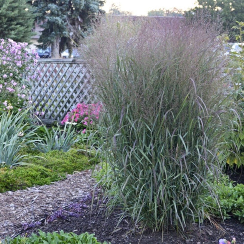 Rykštėtoji sora / Panicum virg. APACHE ROSE