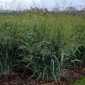 Rykštėtoji sora / Panicum virg. BLUE FOUNTAIN