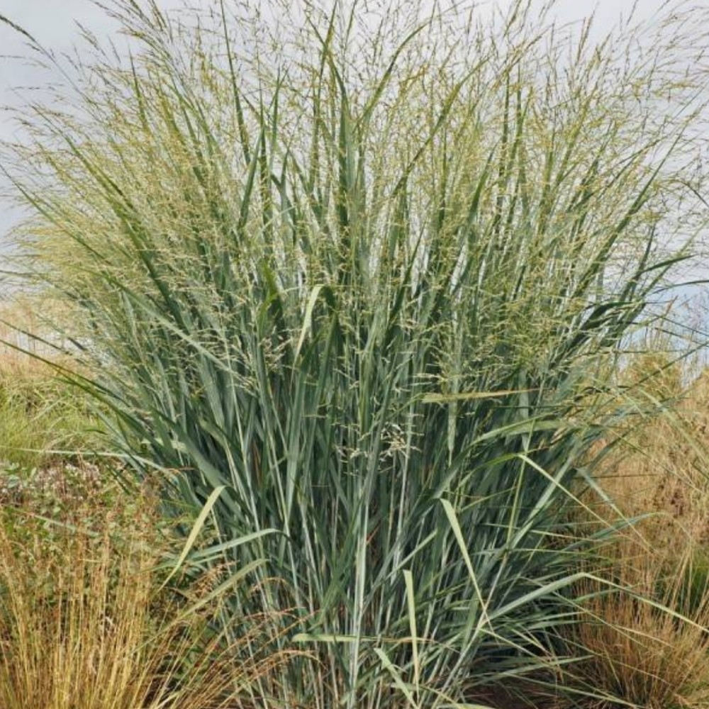 Rykštėtoji sora / Panicum virg. BLUE FOUNTAIN