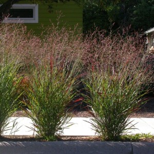Sora / Panicum virgatum HANSE HERMS