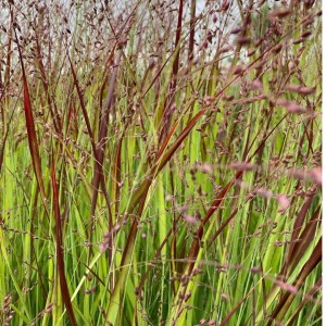 Sora / Panicum virgatum HANSE HERMS