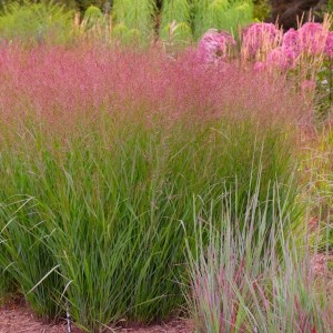 Rykštėtoji sora / Panicum virg. APACHE ROSE