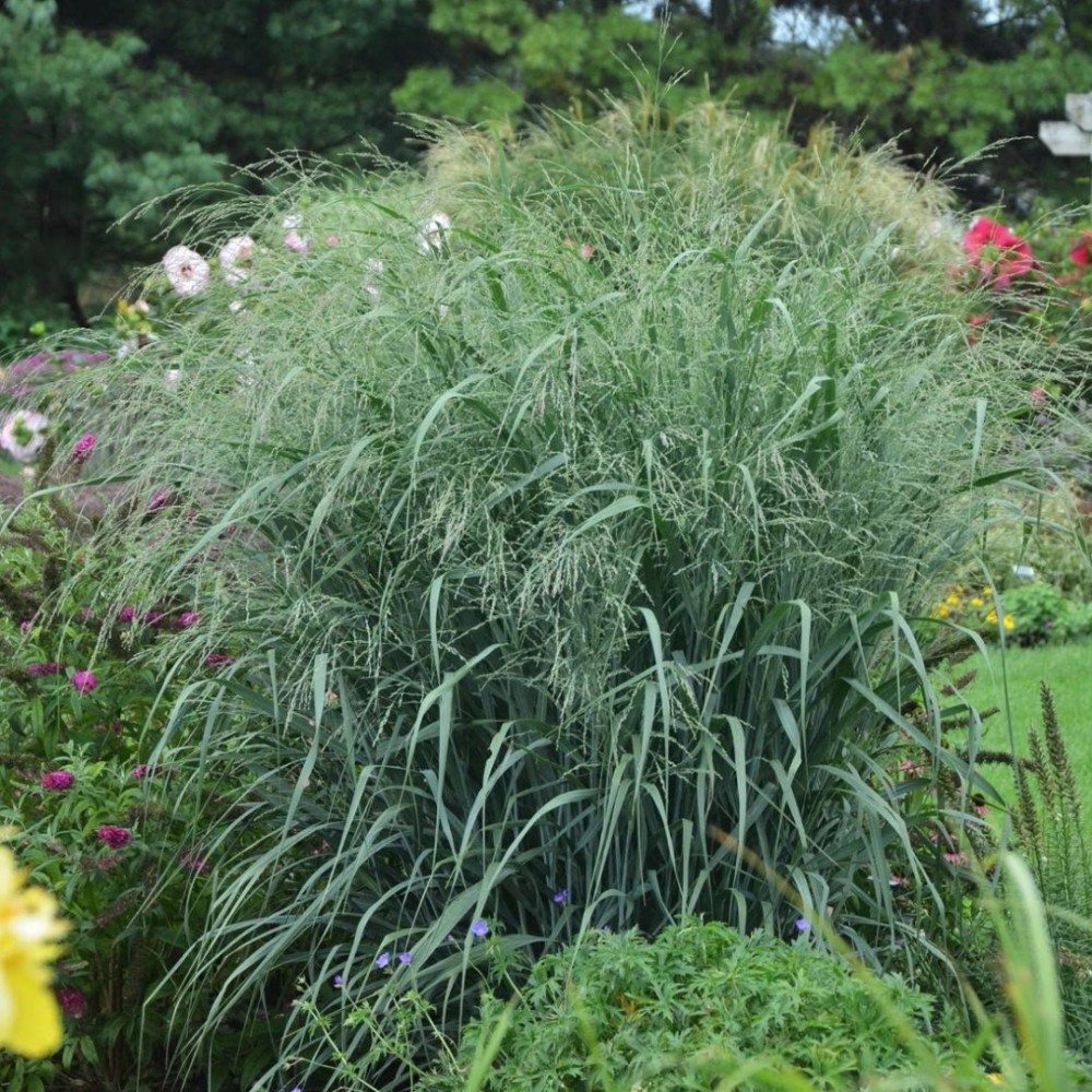 Rykštėtoji sora / Panicum virg. BLUE FOUNTAIN