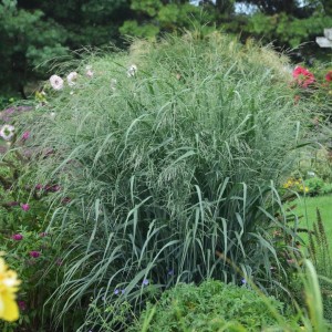 Rykštėtoji sora / Panicum virg. BLUE FOUNTAIN