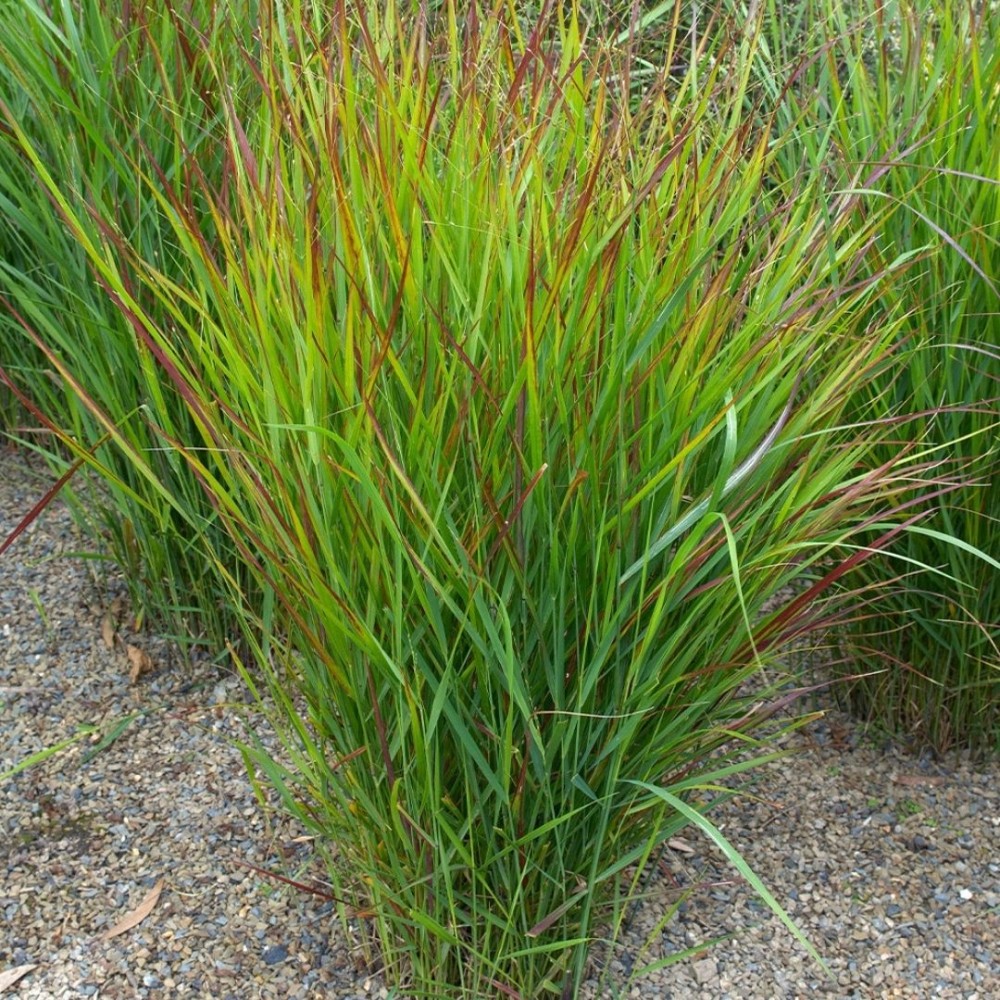 Sora / Panicum virgatum HANSE HERMS