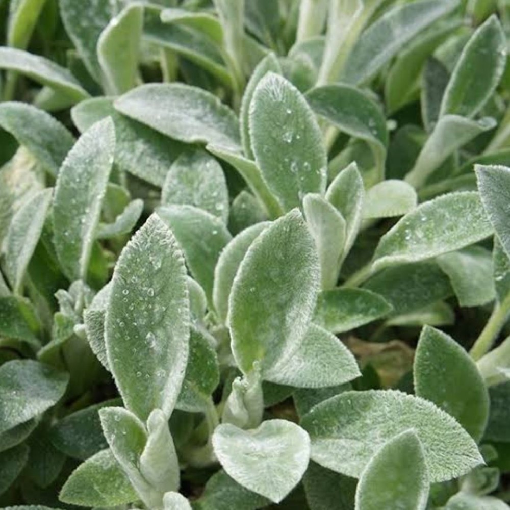 Stachys byzantina / Notra COTTON BOLL