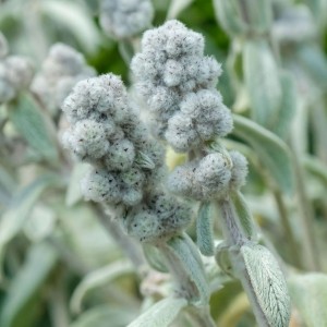 Stachys byzantina / Notra COTTON BOLL