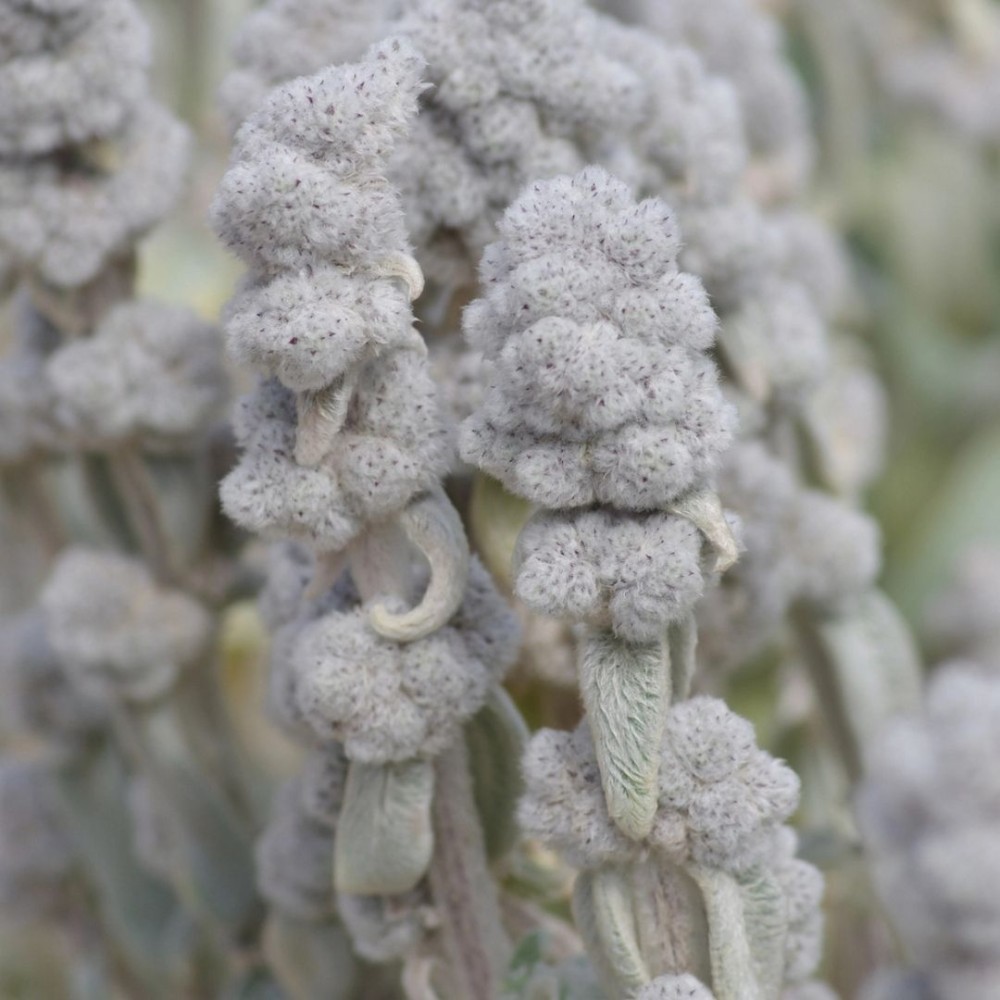 Stachys byzantina / Notra COTTON BOLL