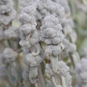 Stachys byzantina / Notra COTTON BOLL