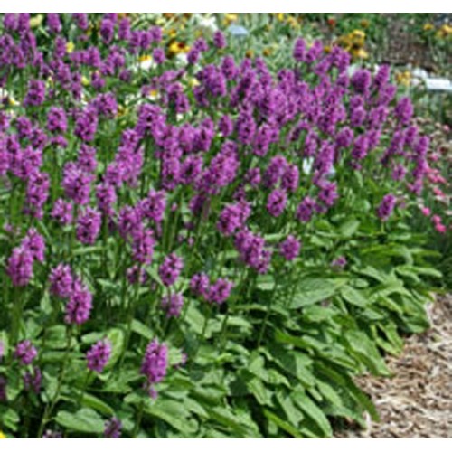 Stachys / Notra HUMMELO