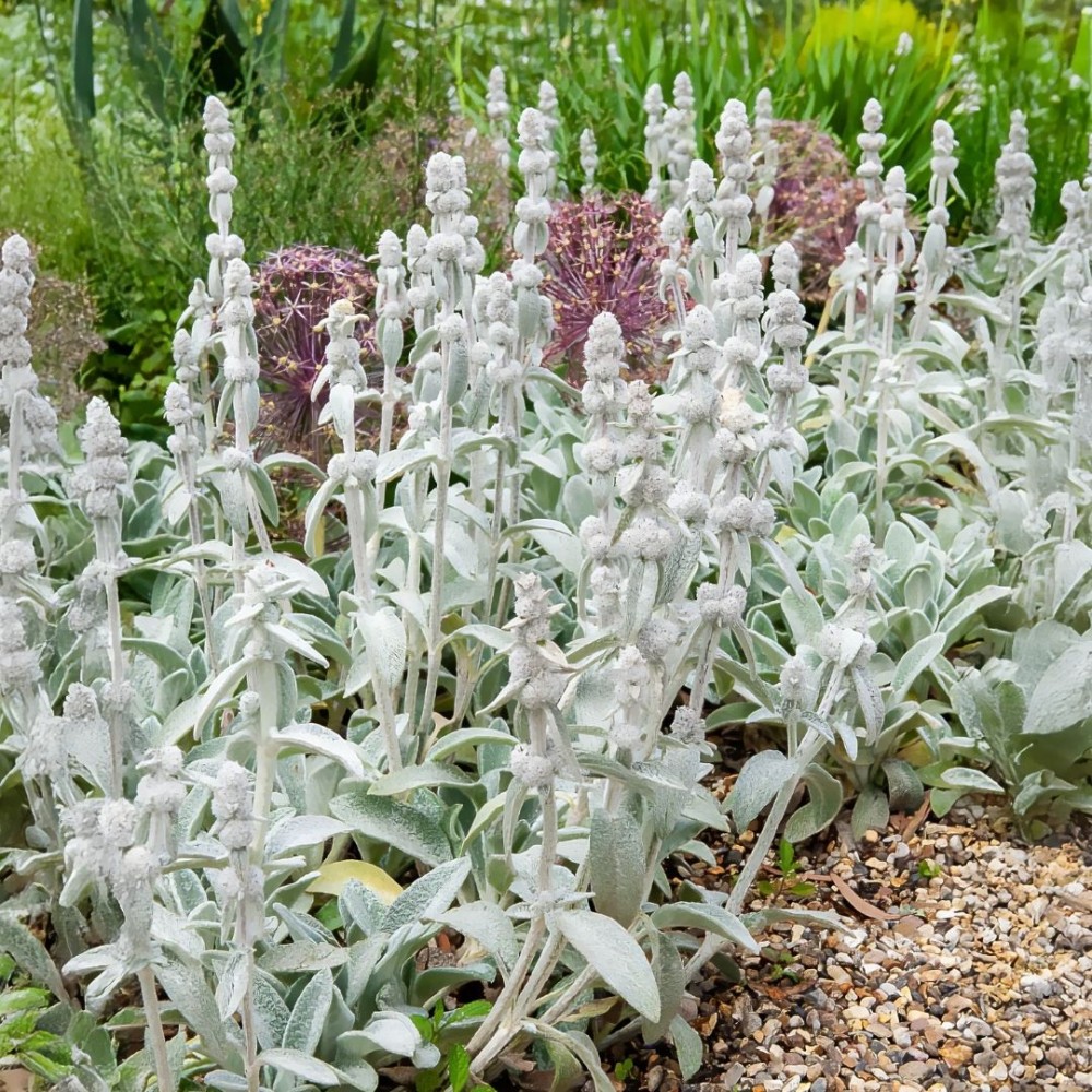 Stachys byzantina / Notra COTTON BOLL