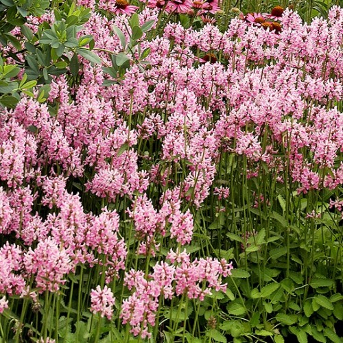 Stachys / Notra PINK COTTON CANDY