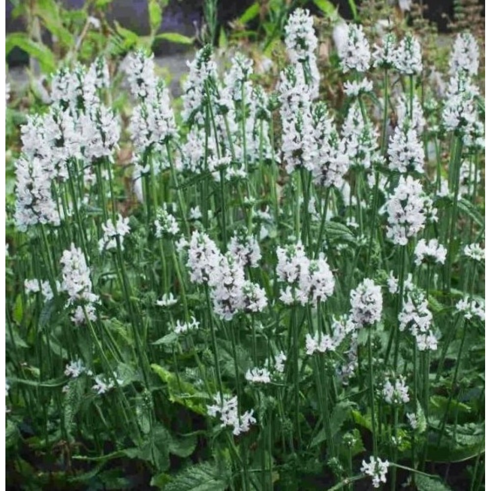 Stachys / Notra SUMMER SNOWCONE