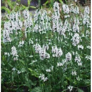 Stachys / Notra SUMMER SNOWCONE