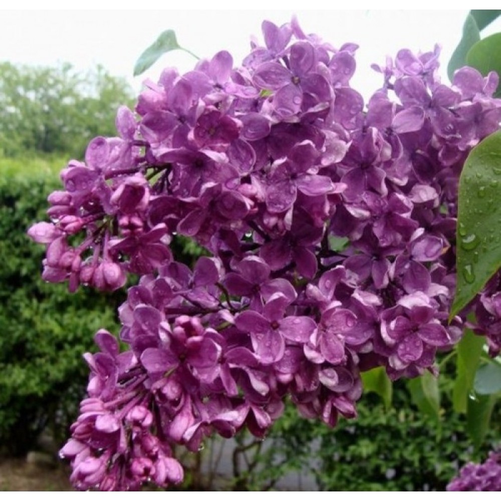 Syringa vulgaris / Alyva paprastoji ANDENKEN AN LUDWIG SPATH