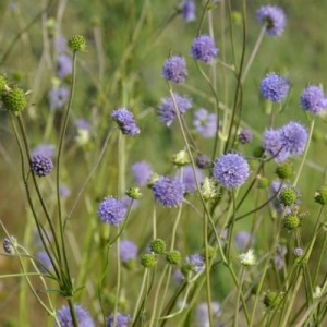 Succisa pratensis / Pievinė miegalė