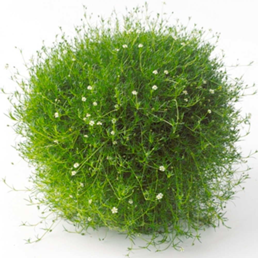 Sagina / Žemenė GREEN MOSS