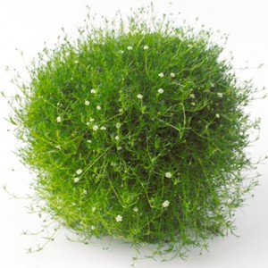 Sagina / Žemenė GREEN MOSS