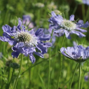 Scabiosa / Žvaigždūnė PERFECTA MID BLUE