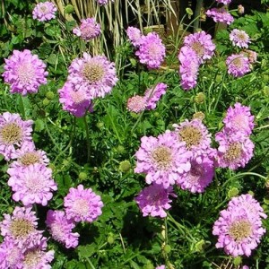 Scabiosa / Žvaigždūnė PINK DIAMONDS