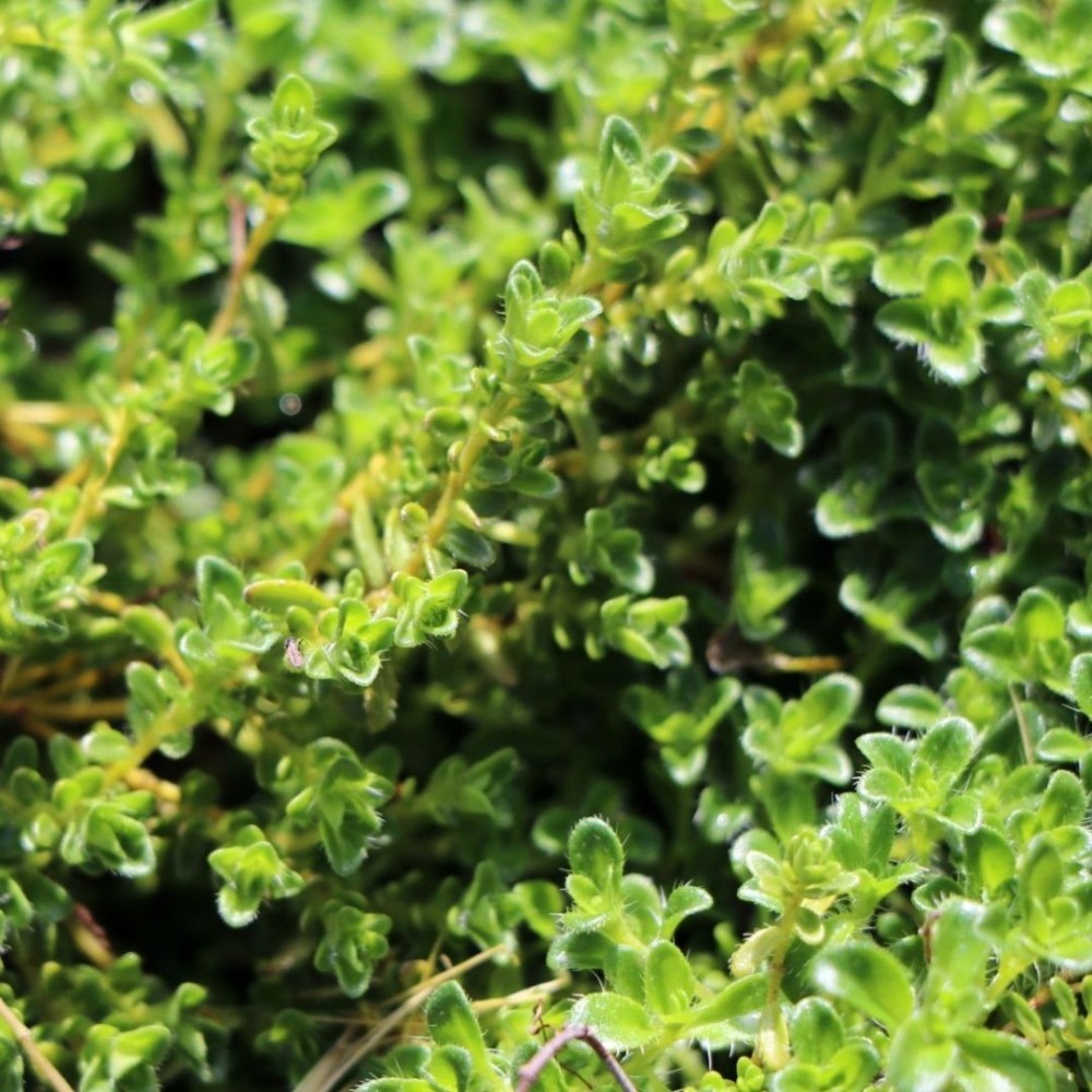 Thymus praecox / Ankstyvasis čiobrelis ALBIFLORUS