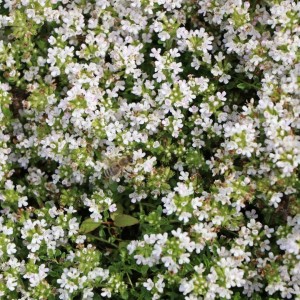 Thymus praecox / Ankstyvasis čiobrelis ALBIFLORUS
