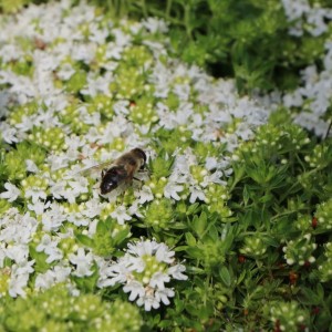 Thymus praecox / Ankstyvasis čiobrelis ALBIFLORUS