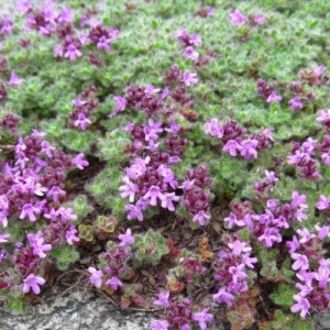 Thymus serpyllum / Paprastasis čiobrelis