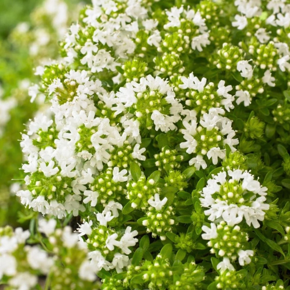 Thymus praecox / Ankstyvasis čiobrelis ALBIFLORUS