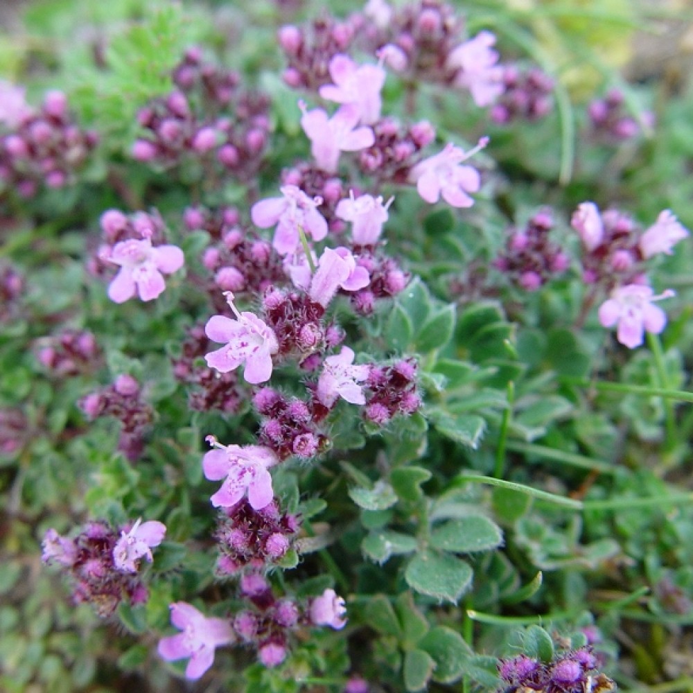 Thymus serpyllum / Paprastasis čiobrelis