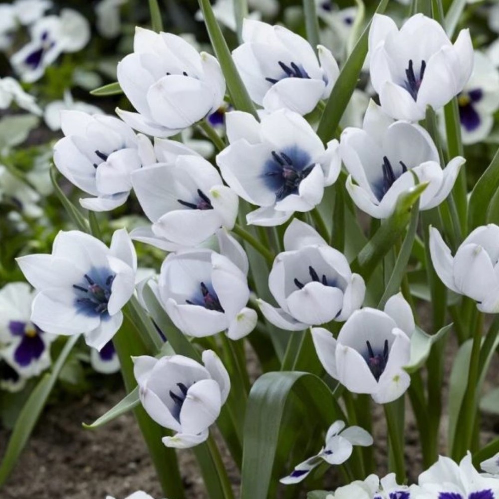 Tulipa humilis / Mažoji tulpė ALBA COERULEA OCULATA - 5 vnt.