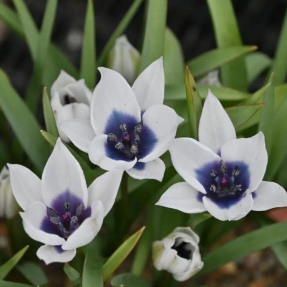 Tulipa humilis / Mažoji tulpė ALBA COERULEA OCULATA - 5 vnt.
