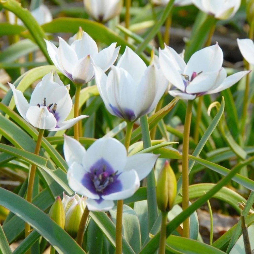 Tulipa humilis / Mažoji tulpė ALBA COERULEA OCULATA - 5 vnt.