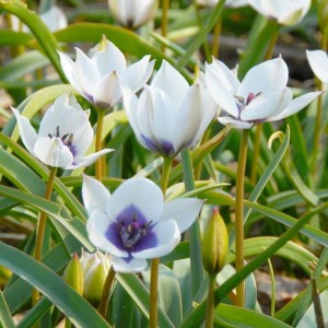 Tulipa humilis / Mažoji tulpė ALBA COERULEA OCULATA - 5 vnt.