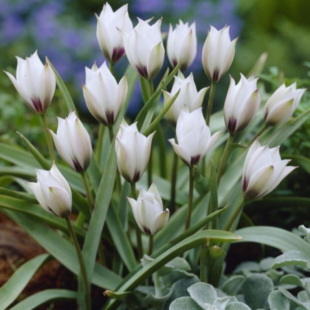Tulipa humilis / Mažoji tulpė ALBA COERULEA OCULATA - 5 vnt.