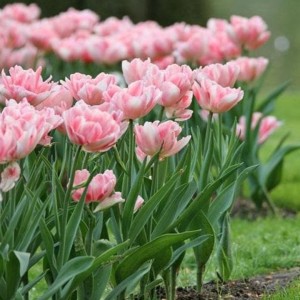 Tulipa / Tulpė ANGELIQUE - 5 vnt.