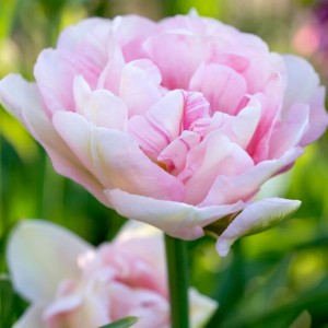 Tulipa / Tulpė ANGELIQUE - 5 vnt.