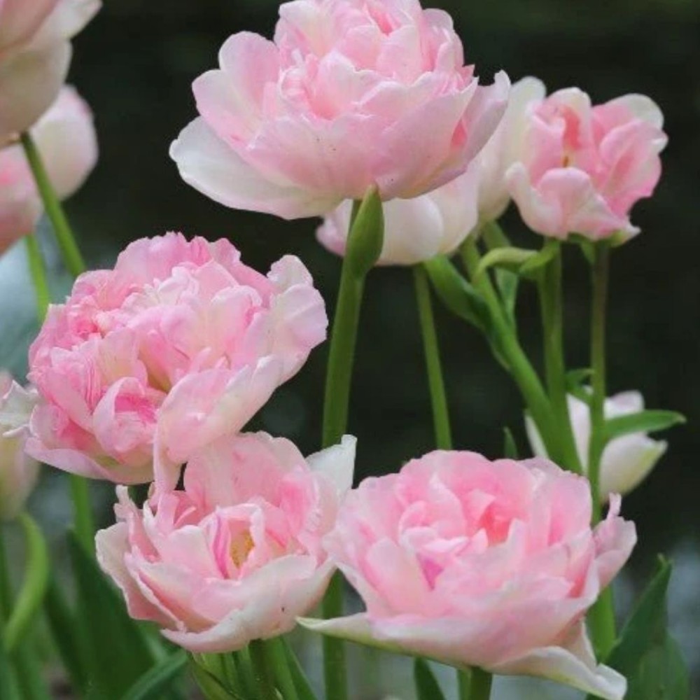Tulipa / Tulpė ANGELIQUE - 5 vnt.