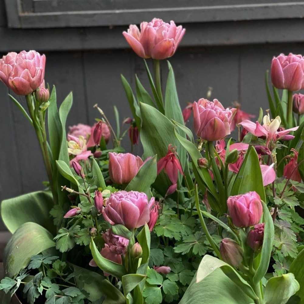 Tulipa / Tulpė BEACHBERRY - 5 vnt.