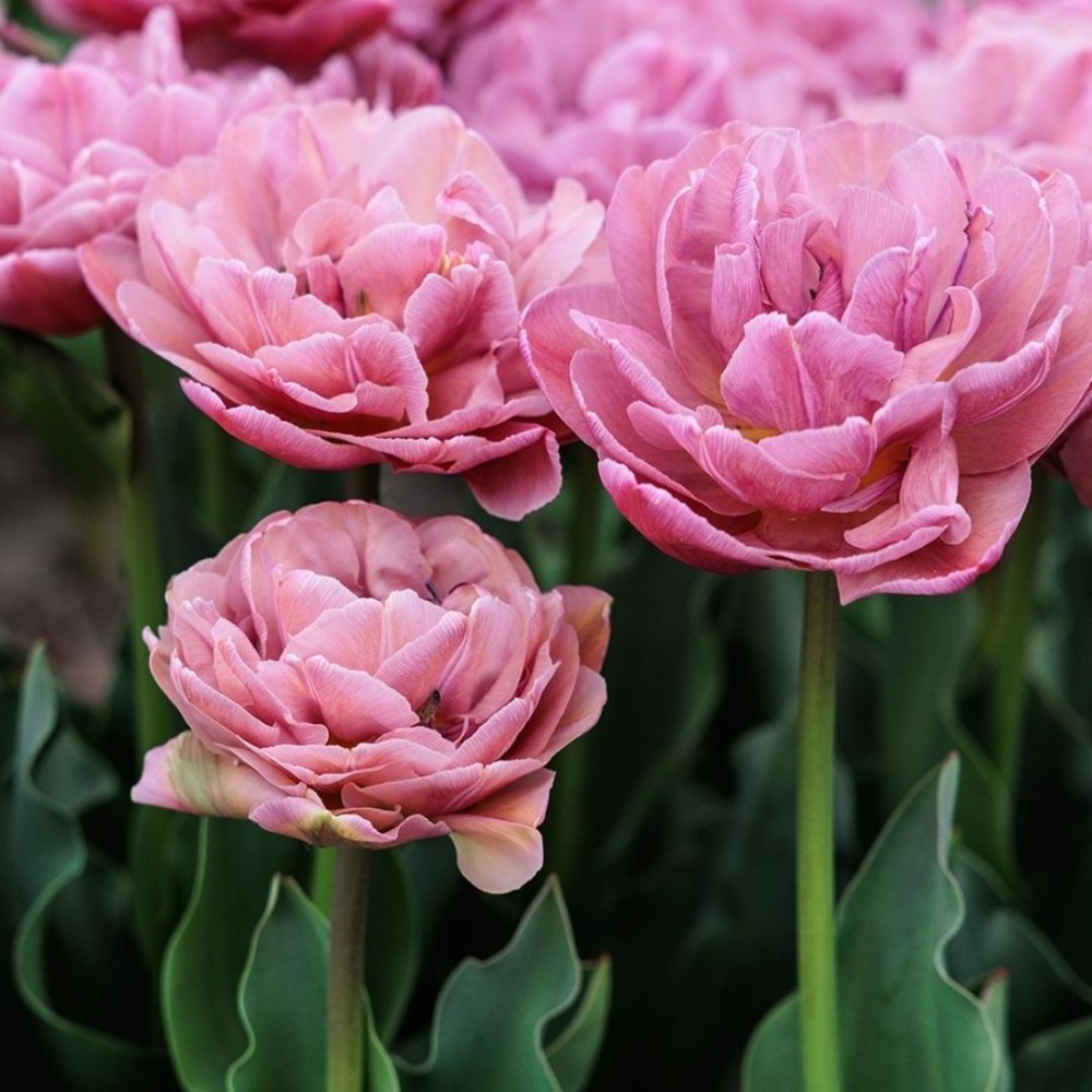 Tulipa / Tulpė BEACHBERRY - 5 vnt.