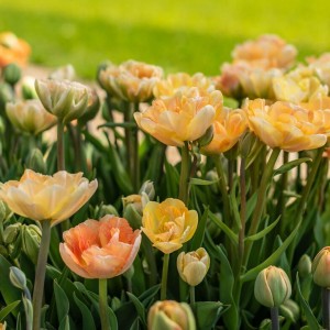 Tulipa / Tulpė CHARMING BEAUTY - 5 vnt.