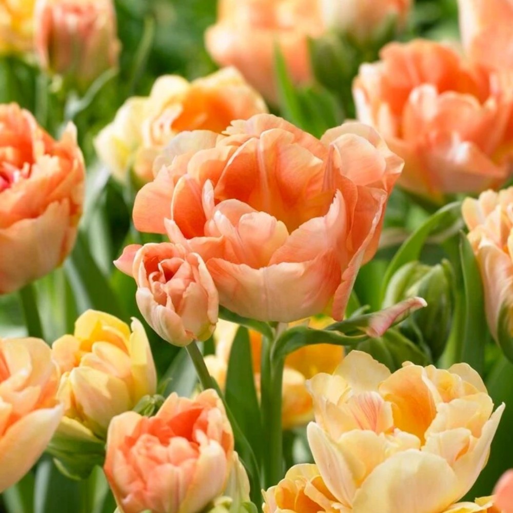 Tulipa / Tulpė CHARMING BEAUTY - 5 vnt.